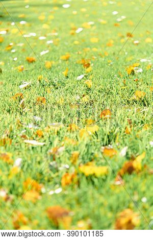 Colorful Fallen Autumn Leaves On Green Grass Field Or Lawn. Season, Nature, Autumn Card, Thanksgivin