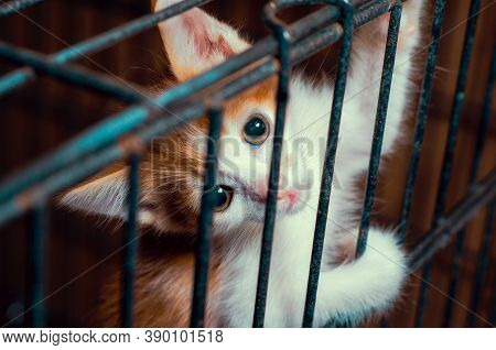 Small Kitten Color Tabby In The Cage Looks Through The Bars Close Up