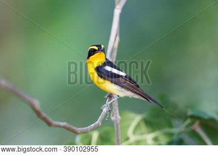 Beautiful Small Bird, Adult Male Narcissus Flycatcher, High Angle View, Side Shot, Perching On The C