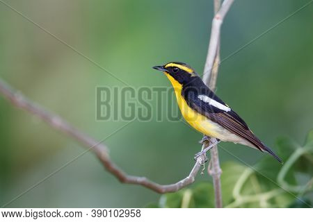 Beautiful small bird, adult male Narcissus flycatcher, high angle view, side shot, perching on the c