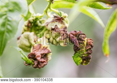 Fungal Diseases Of Fruit Trees. Taphrina Deformans. Leaves Of Fruit Trees With Leaf Curl Disease.