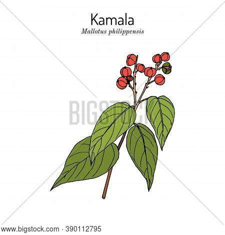 Red Kamala Or Kumkum Tree Mallotus Philippensis , Medicinal Plant. Hand Drawn Botanical Vector Illus
