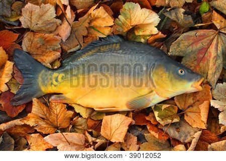 Ulovených ryb. Kapr obecný (Cyprinus Carpio) na podzim listí.