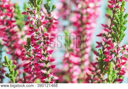 Calluna Vulgaris (known As Common Heather, Ling, Or Simply Heather). Bright Colorful Autumnal Backgr