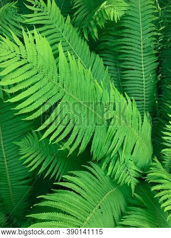 Large Fern Leaves