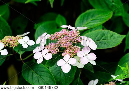 Shrub With White Flowers Of Viburnum Opulus Plant, Known As Guelder Rose, Water Elder, Cramp Bark, S