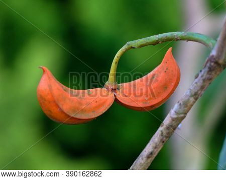 Orange Color Seeds Of Tabernaemontana Alternifolia Tree In The Apocynaceae Family