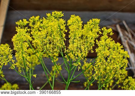 Woad In Flower (isatis Tinctoria) Known Also As Dyer's Woad Or Glastum.