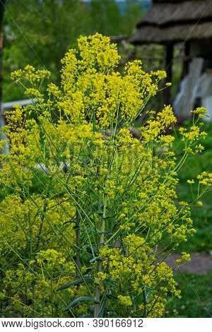 Woad In Flower (isatis Tinctoria) Known Also As Dyer's Woad Or Glastum.