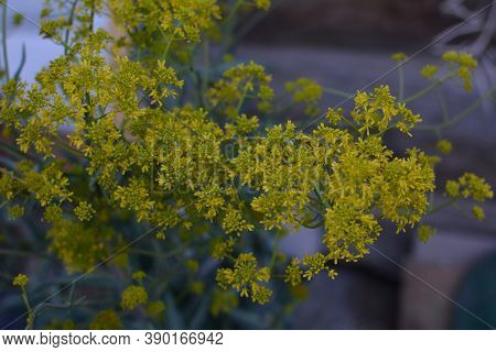 Woad In Flower (isatis Tinctoria) Known Also As Dyer's Woad Or Glastum.