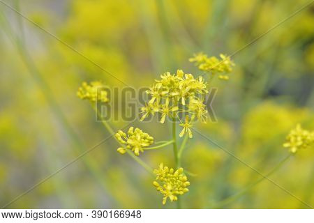 Woad In Flower (isatis Tinctoria) Known Also As Dyer's Woad Or Glastum.