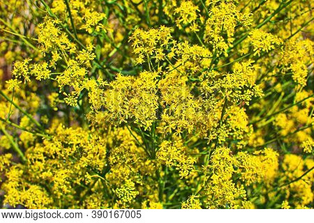 Woad In Flower (isatis Tinctoria) Known Also As Dyer's Woad Or Glastum.