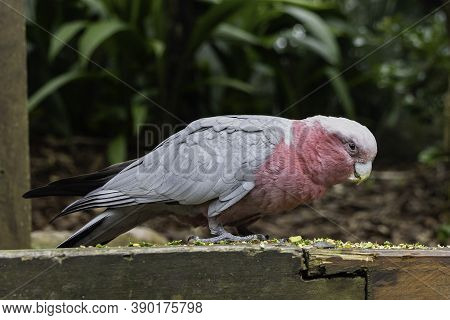 A Galah (pink And Gray Cockatoo ) Eating In A Wildlife Park Near Brisbane, Australia