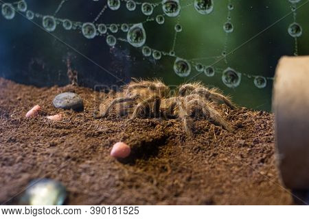 Spider Nhandu Vulping In A Terrarium Closeup