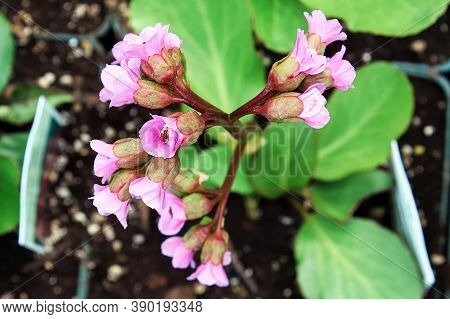 Top View Of Bergenia Flowers In A Pot With Labels