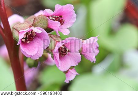 Macro View Of Pink Bergenia Flowers On A Stem