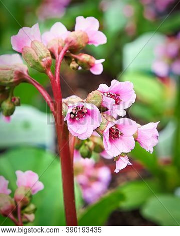 Vertical Macro View Of Pink Bergenia Flowers On A Stem