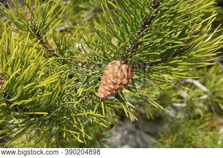Lodgepole Pine (pinus Contorta) Cone In Beartooth Mountains, Montana