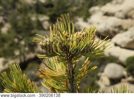Limber Pine (pinus Flexilis) Cones In Weatherman Draw, Montana