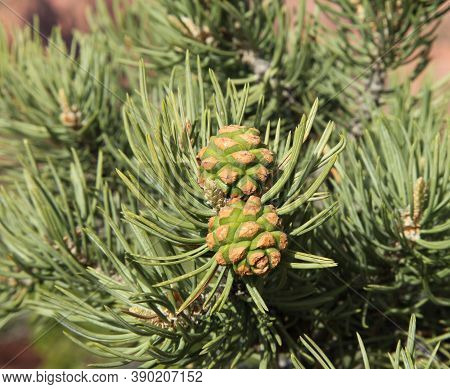 Two-needle Pinyon (pinus Edulis) Cones In Zion National Park, Utah