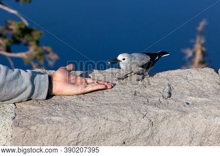 A Grey And Black Clark's Nut Cracker Bird Perched On A Rock Wall Eating A Nut From A Tourists Hand W
