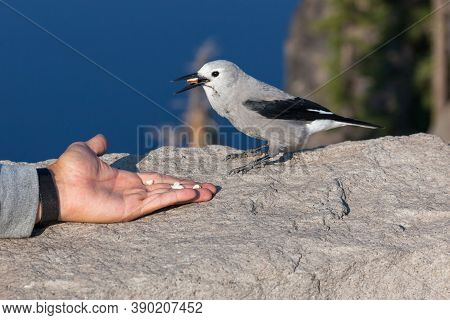 A Grey And Black Clark's Nut Cracker Bird Perched On A Rock Wall Eating A Nut From A Tourists Hand W
