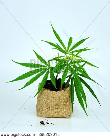 The Growing Cannabis Plant Is Cultivated In A Special Type Of Soil Bag Separating The White Backgrou