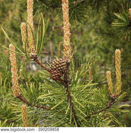 Lodgepole Pine (pinus Contorta) Cone On A Tree In Beartooth Mountains, Montana