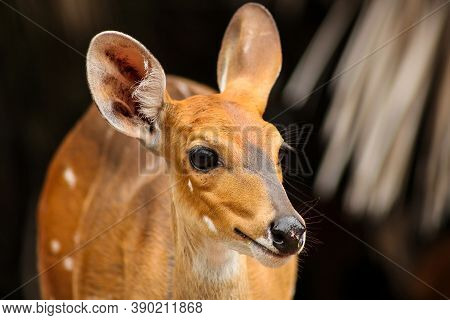 Bushbuck Ewe In A South African Wildlife Reserve