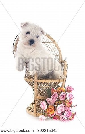 Puppy West Highland White Terrier In Front Of White Background