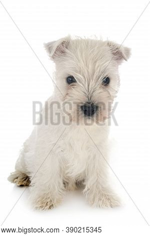Puppy West Highland White Terrier In Front Of White Background