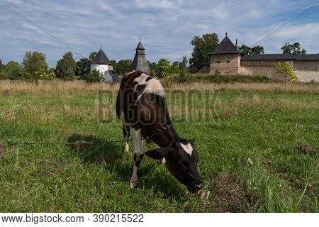Cow On Meadow. At Background Tararygin Tower, Tower Of The Upper Grids And Taylovskaya Tower With Fo