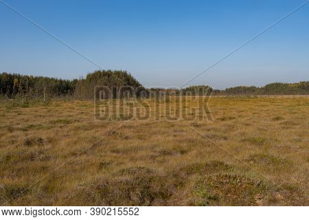 Territory Of Sestroretsk Swamp Reserve. Saint-petersburg. Russia