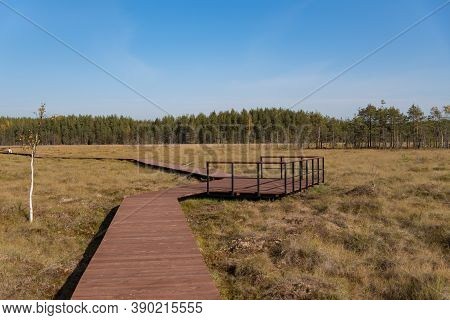 Wooden Walkway On The Territory Of Sestroretsk Swamp Reserve. Saint-petersburg. Russia