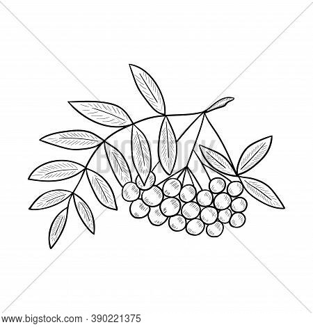 Red Rowan Illustration, Isolated On White. Rowanberry Hand Drawn Vector. Mountain Ash Berry, Leaves 