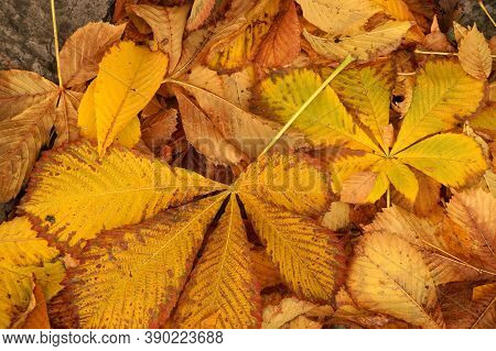 Autumn Etude With Leaves Of A Chestnut Tree