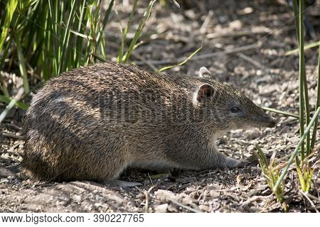 The Long Nosed Potoroo Are Very Friendly And Will Eat From Your Hand