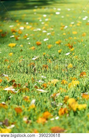 Colorful Fallen Autumn Leaves On Green Grass Field Or Lawn. Season, Nature, Autumn Card, Thanksgivin