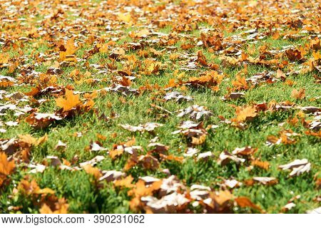 Colorful Fallen Autumn Leaves On Green Grass Field Or Lawn. Season, Nature, Autumn Card, Thanksgivin