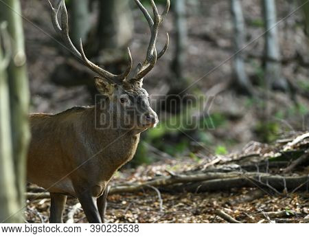 Deer Stag With Antlers Walks Between Branches In The Forest At Mating Time