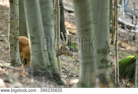 Deer Buck With Antler In Dense Forest Through The Trees During Rut