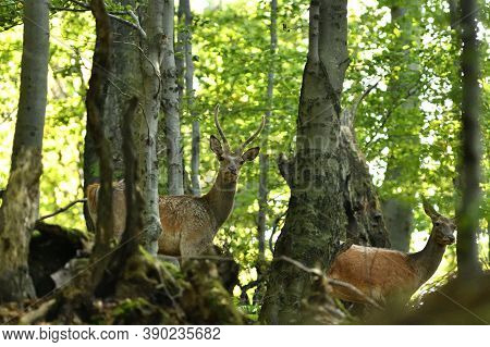 A Female Deer Walks In A Forest Among The Trees In A Rut