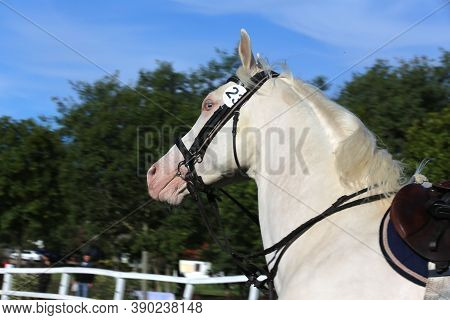 Beautiful Purebred Cremello Stallion Horse Galloping Under Saddle. A Single Horse Canter On String D