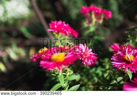 Bee Drinks Nectar From Autumn Flowers, Close Up