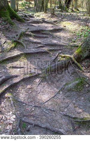 Land In The Forest Covered With Roots. Tangle Of Roots. Path On Forest Between Trees