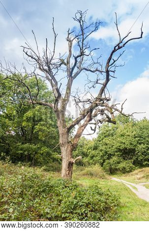 Tree At The Walking Path Through Appelbergen Recreation Area In Groningen, Netherlands