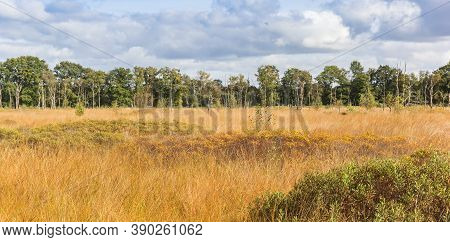 Plains In Autumn Colors In Nature Reserve Appelbergen, Netherlands