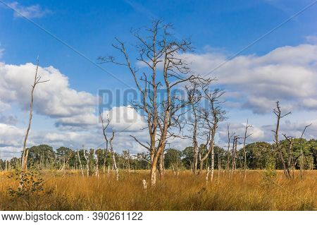 Dead Trees In The Plains Of Appelbergen Near Groningen In Autumn