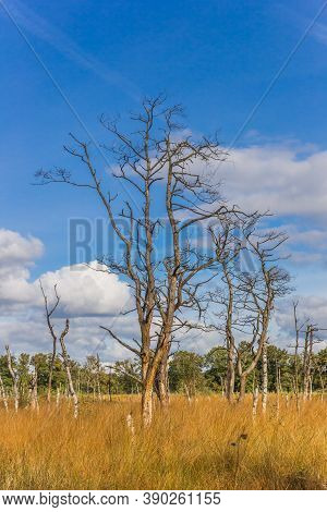 Dead Tree In The Plains Of Appelbergen Near Groningen In Autumn
