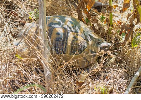 Nikolskis Mediterranean Land Turtle In Natural Habitat